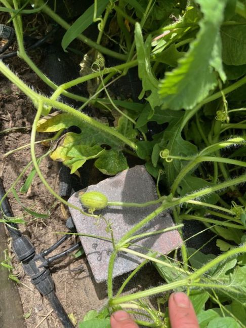 thumbnail_image0 (8).jpg