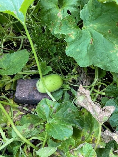 thumbnail_image1 (2).jpg