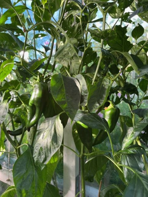 thumbnail_image1 (3).jpg