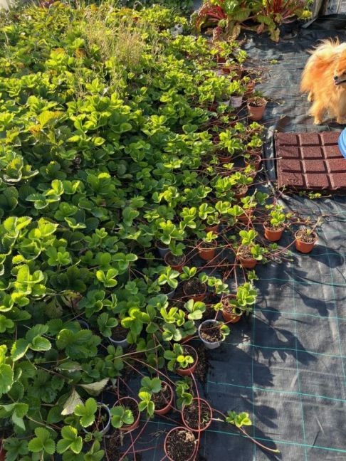 thumbnail_image2 (5).jpg