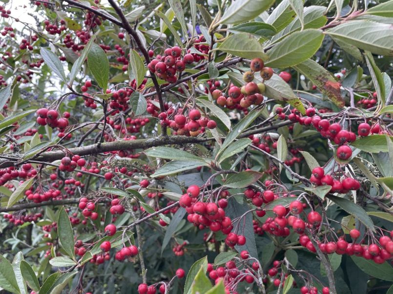 Aronia arbutifolia september 2025.jpg