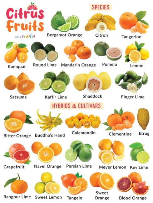 Citrus-Fruits.jpg