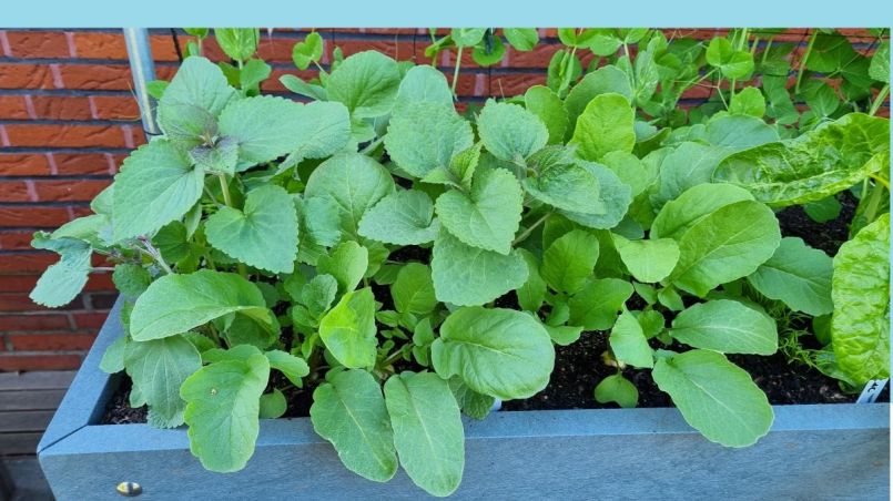 Doen het heel goed, zie links blauw.jpg