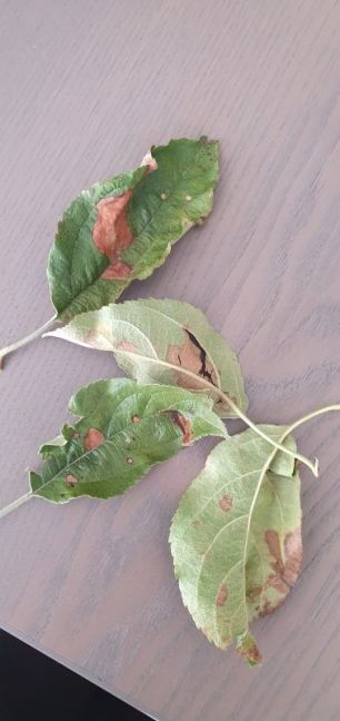 WhatsApp Image 2025-09-29 at 20.06.12(3).jpeg