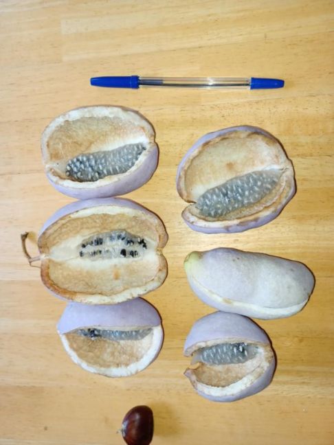 1_Akebia Quinata_Wingerd.jpg