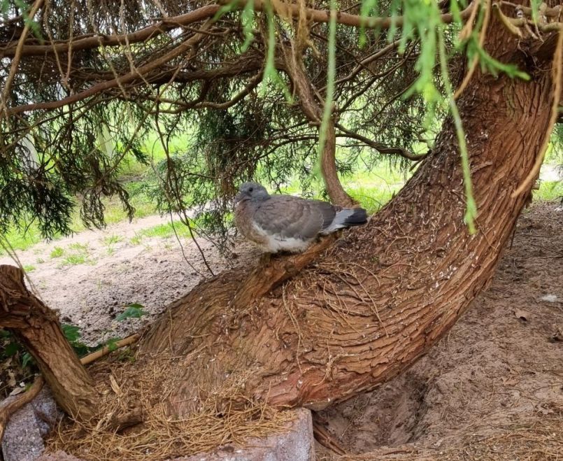 20250508_153035 gesneden.jpg