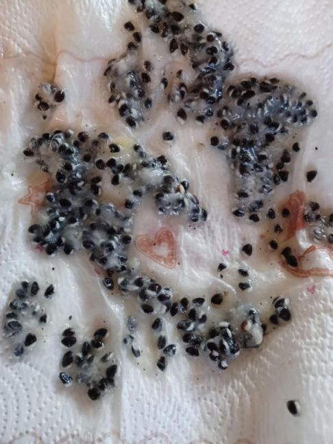 2_Akebia Quinata zaden.jpg