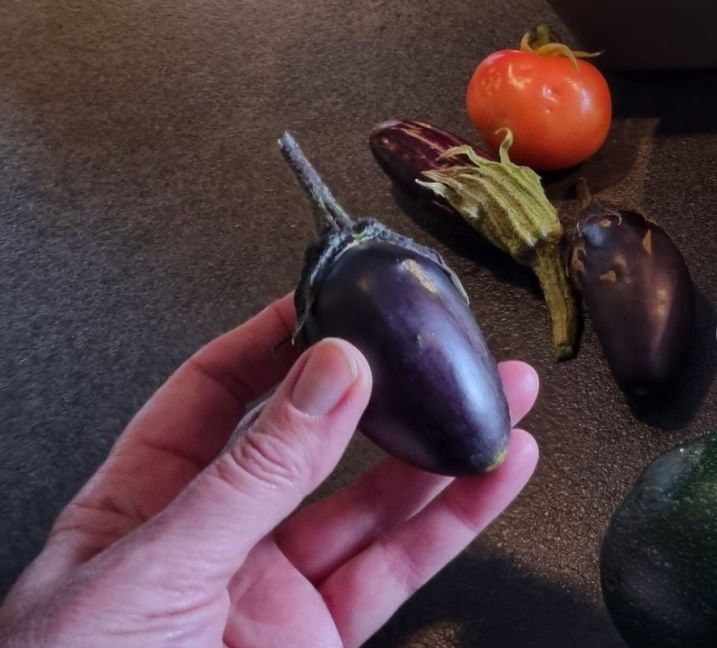 Aubergine uitgeknipt.jpg