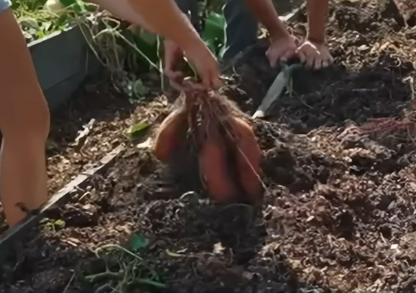 Covington Zoete aardappel.png