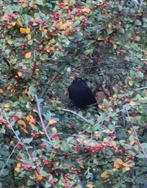 Schermafbeelding 2025-10-22 155826.jpg