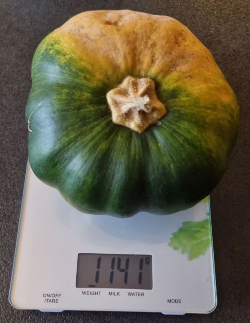 Uit R2, plant 4 grond 1141 gr.jpg