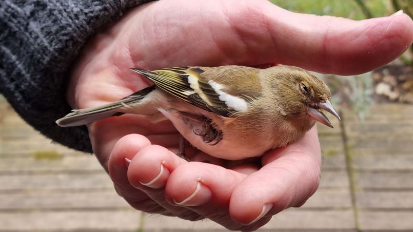 Vink tegen raam 1 (1).jpg