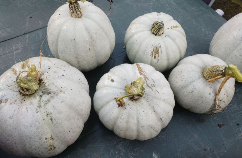grijze pompoen.jpg