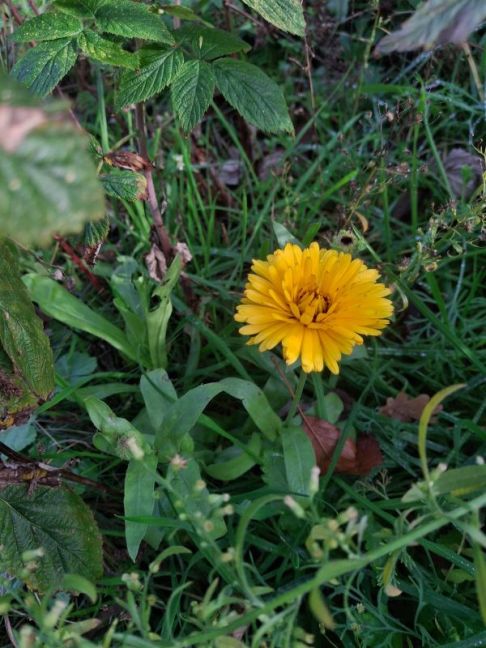 Afbeelding van WhatsApp op 2025-11-10 om 14.03.02_06f2082e.jpg