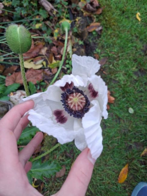 Afbeelding van WhatsApp op 2025-11-10 om 14.03.03_ba022700.jpg