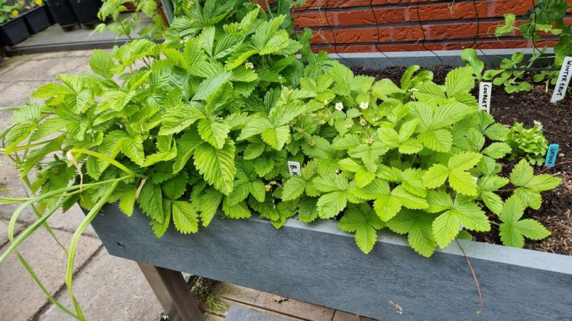 Bosaardbeitjes weg.jpg