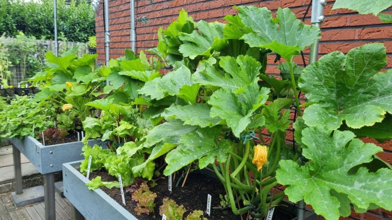 Courgettes bak 2.jpg