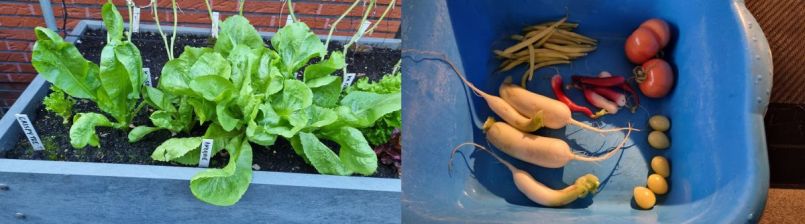 10 Andijvie en radijs.jpg