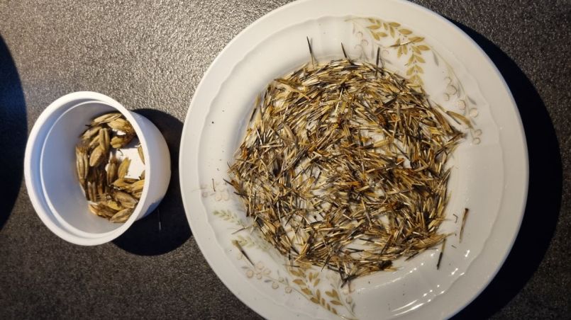 20251129 Afrikaan.jpg