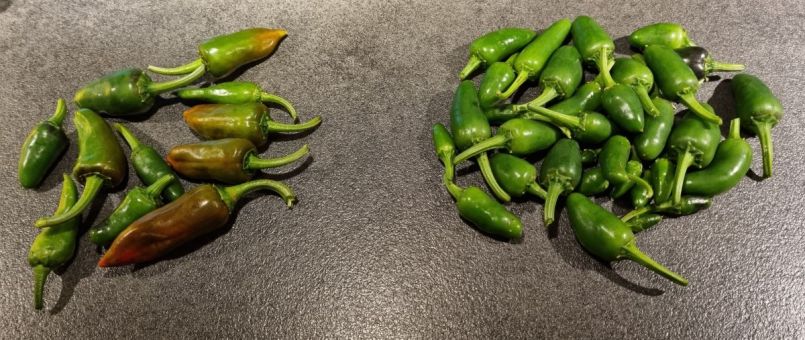 2 Espelette en Jalapeno.jpg