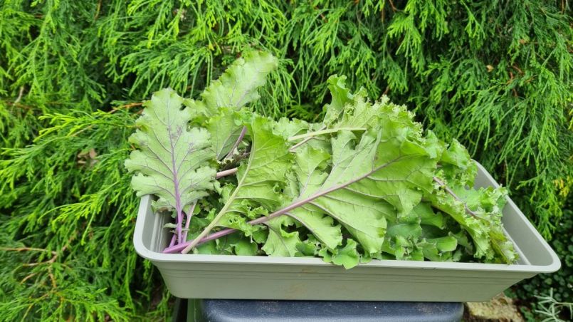 2 Paarse boerenkool uit 5 planten.jpg