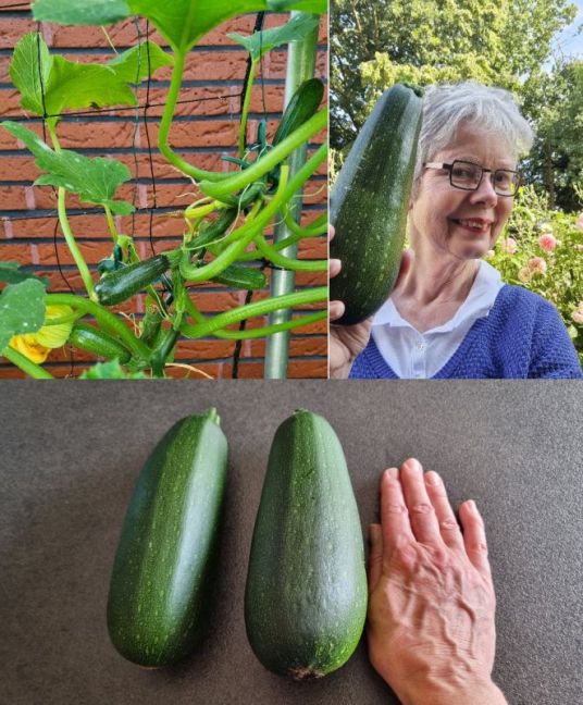 3 Courgette.jpg