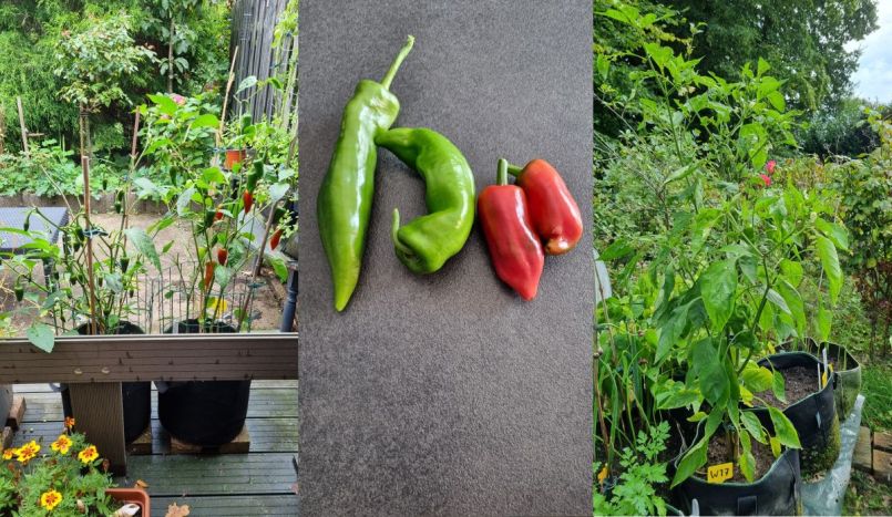 4 Pepers en puntpaprika.jpg