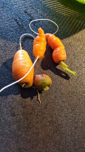 6 Winterwortel 1.jpg