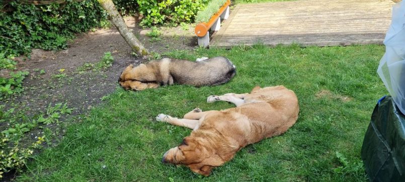 6 mei bij de werkplaats 2.jpg