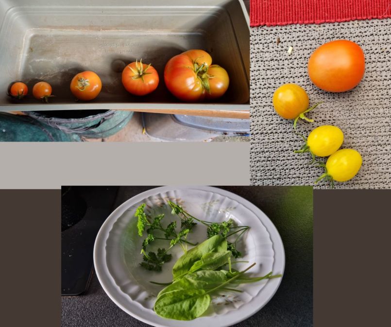 7 Tomaten en zuring.jpg