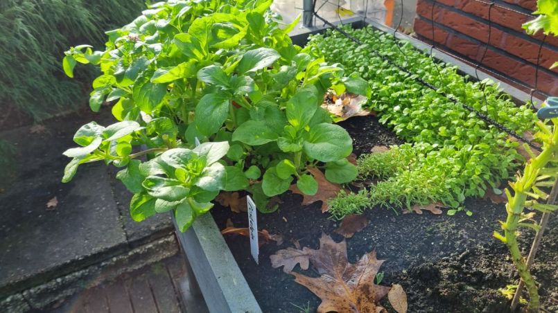 Algiersla en postelein.jpg