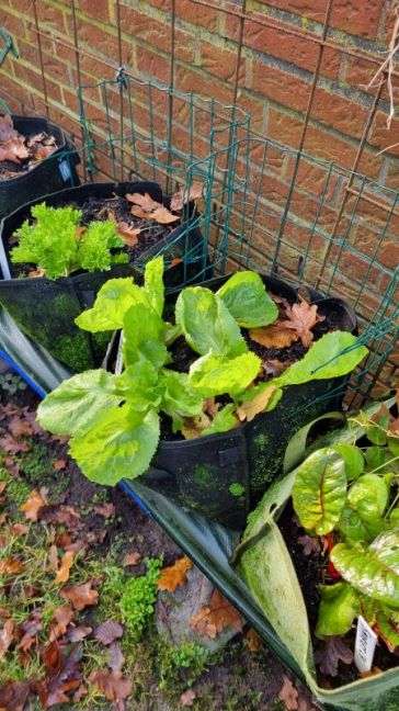 Andijvie en snijbiet.jpg