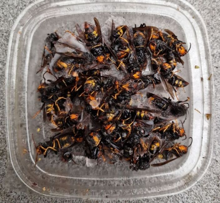 Aziatische Hoornaar.jpg