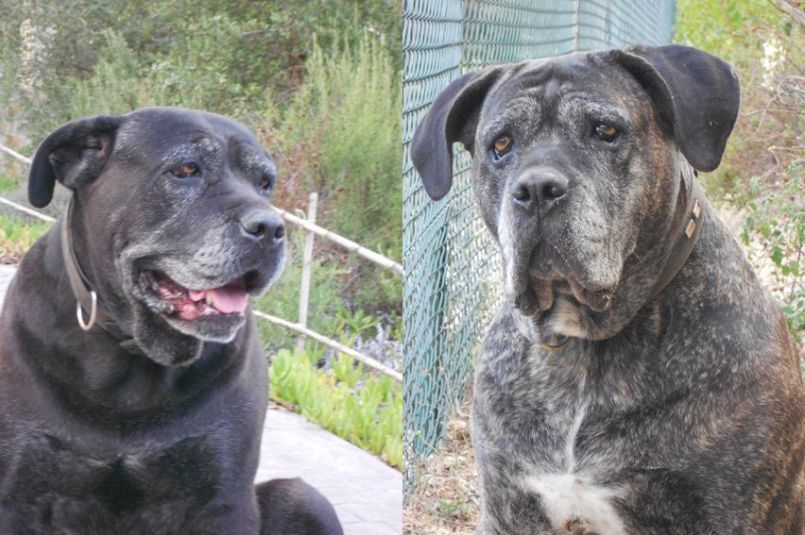 Diana en Diamant samen grijs.jpg