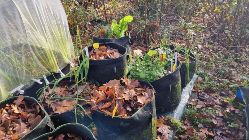 Egyptische ui, snijbiet, bonenkruid.jpg