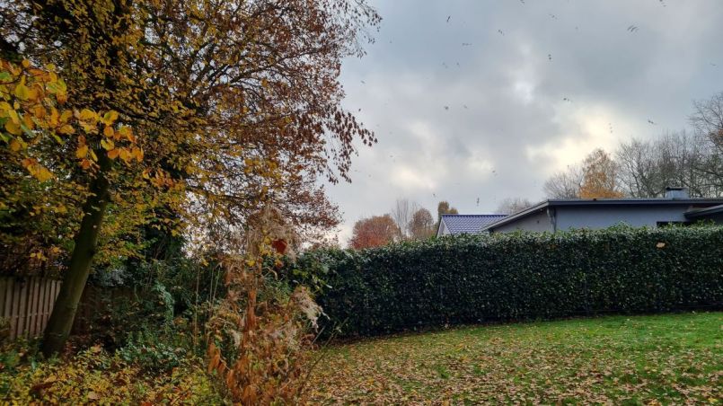 Het regent bladeren.jpg