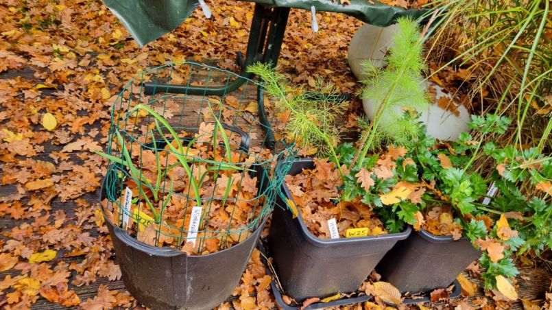 Knoflook, venkel, bleekselderij.jpg