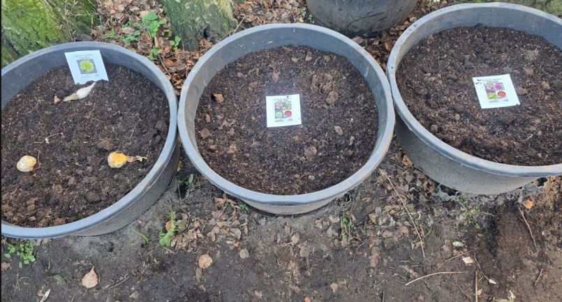 Perzische sjalot.jpg