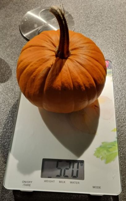 Pompoen gewogen.jpg