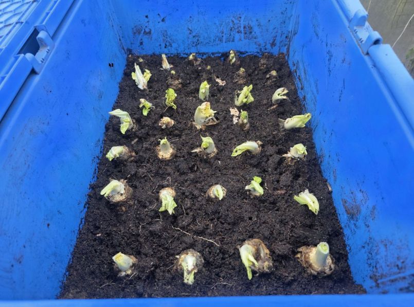 witlof gepootjpg.jpg