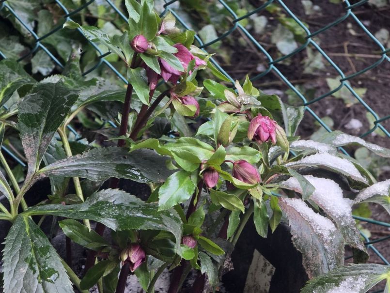 Helleborus donker.jpg
