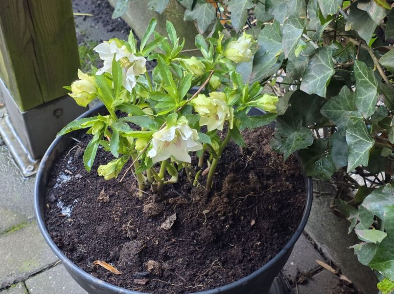 Helleborus licht.jpg