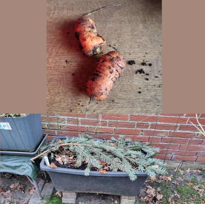 Zonnewortel met de bak.jpg