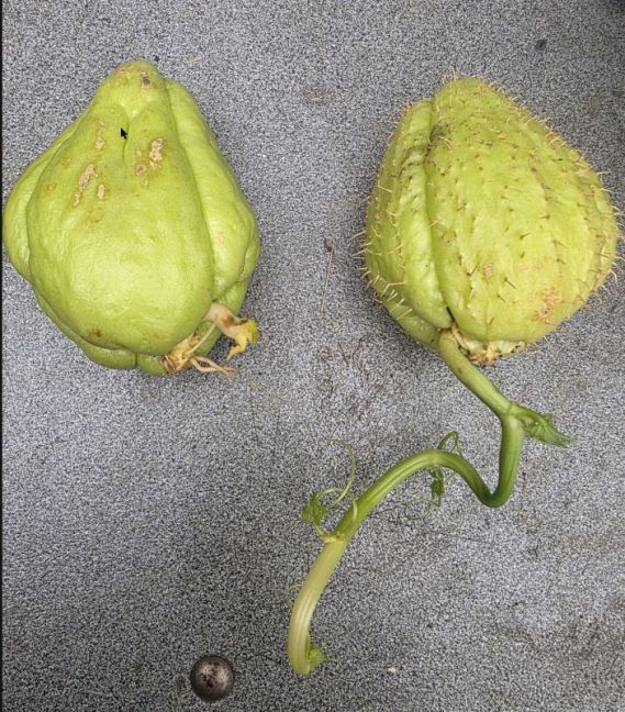 chayote.jpg