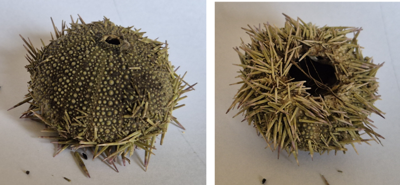 20260207_zee-egel gewone zeeappel.png