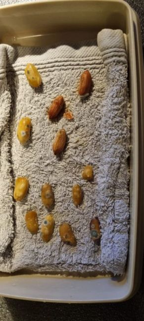 Beschimmeld, gaan weg.jpg