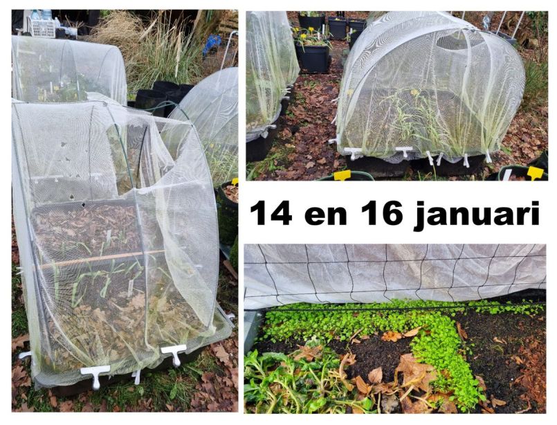 Combi 14 en 16 jan.jpg