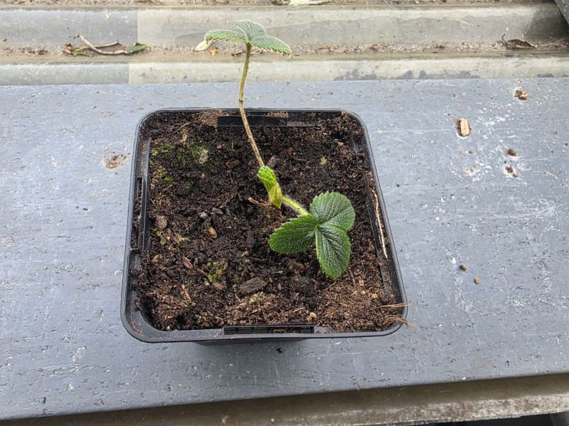 bovenkant pineberry.jpg