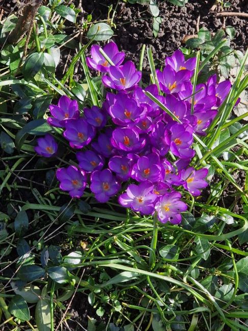krokus.jpg