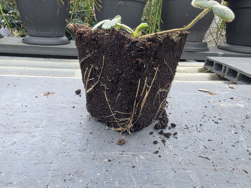 wortel pineberry.jpg